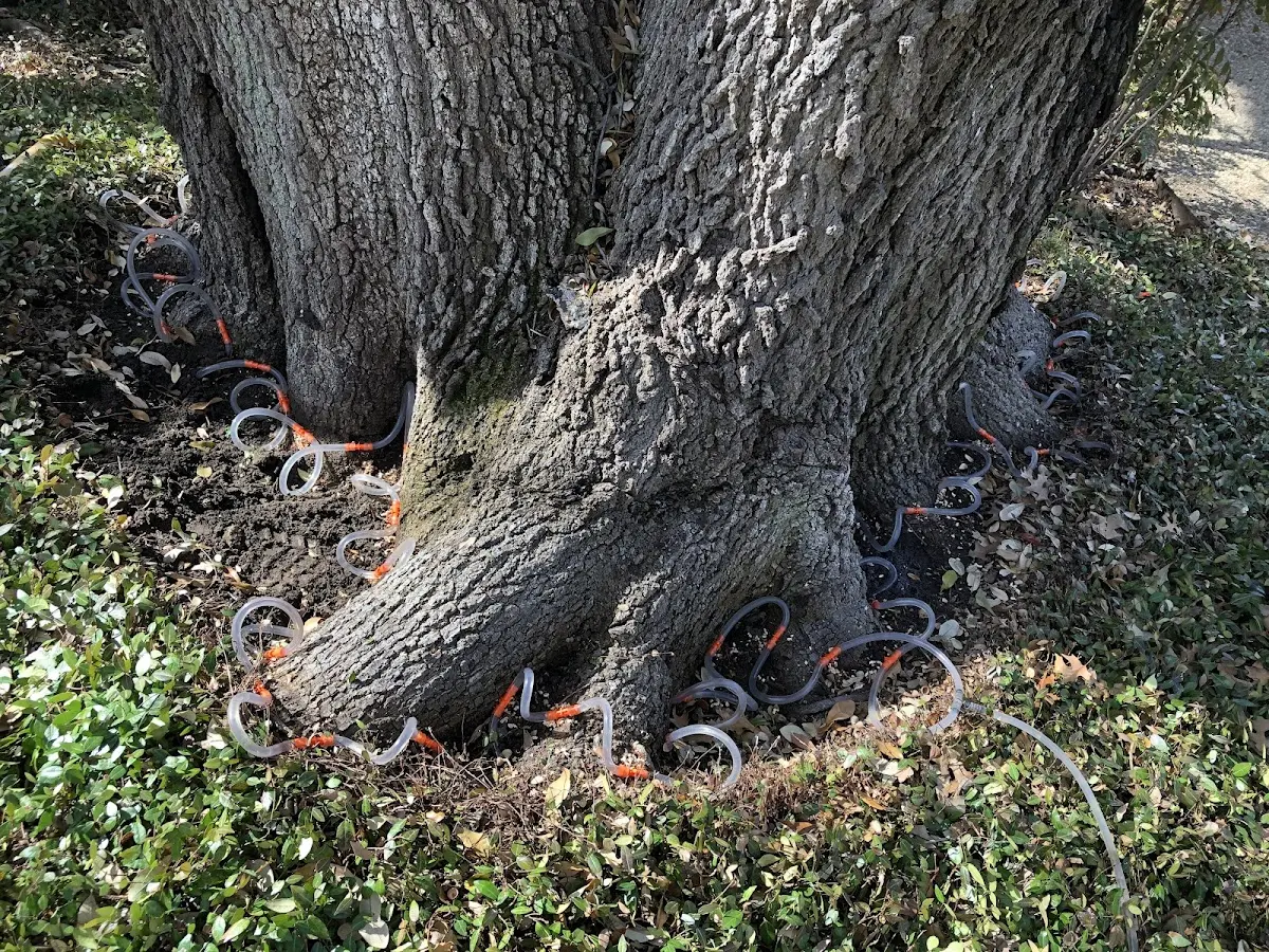 Detailed Tree Cabling and Bracing job site in Callaway